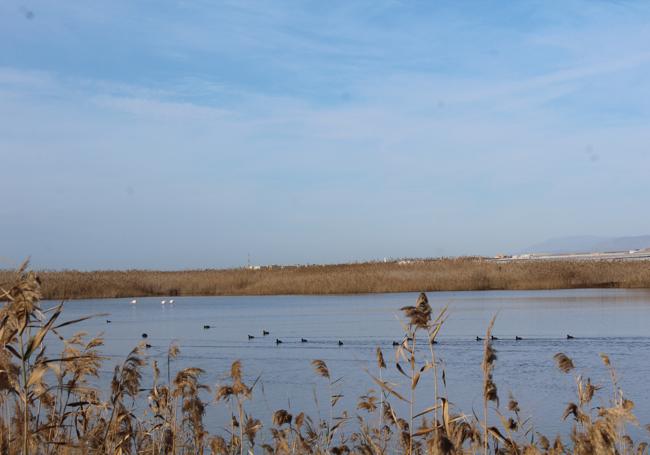 Fochas comunes 'navegan' por los humedales, mientras se ven otras aves blancas al fondo.