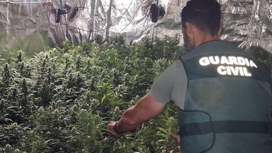 Detenido un joven de 21 años por usar una nave de Vícar para cultivar 1.300 plantas de marihuana