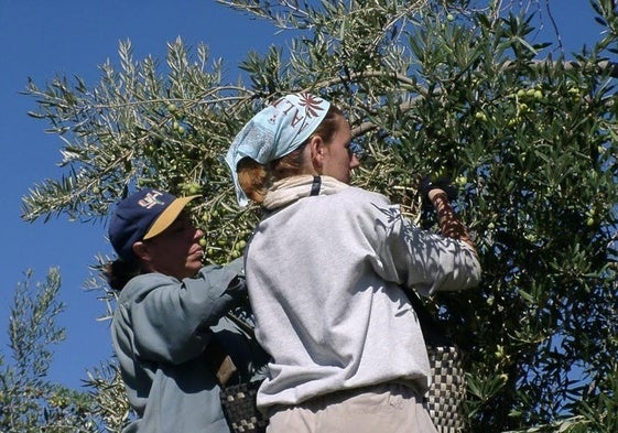 Dos mujeres recogiendo aceitunas de un olivo.