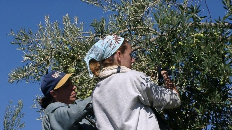 Animan a mantener viva la tradición de la recogida de las aceitunas en Vícar