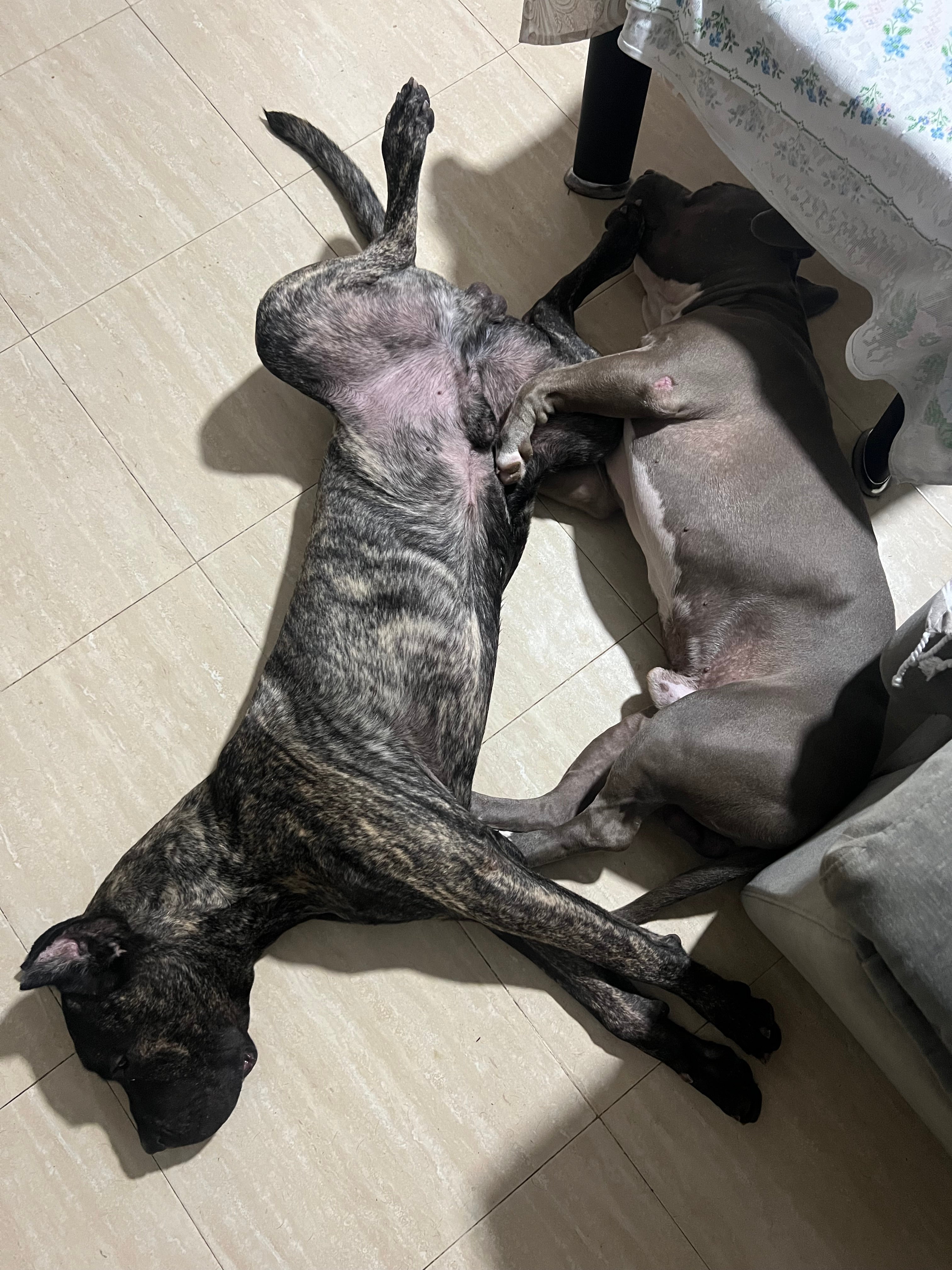 Dos de los perros de Adrián y su pareja.