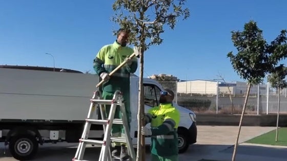 Roquetas realiza trabajos de jardinería en los alrededores del CEIP Las Salinas