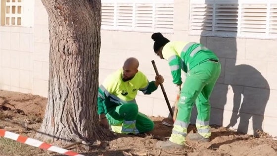 Roquetas realiza trabajos de jardinería y mantenimiento en la Urbanización