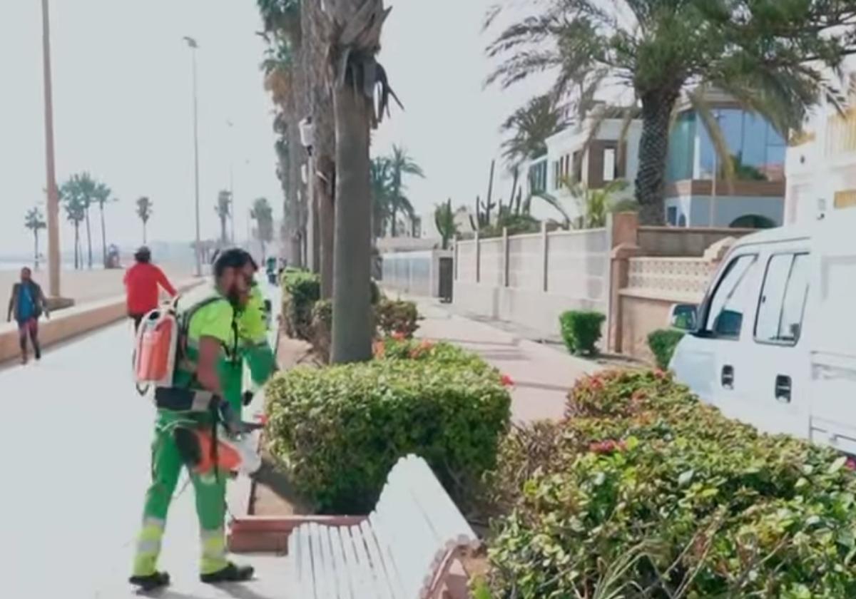 Trabajadores realizan labores de jardinería en el municipio.