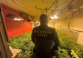Detenida una mujer en Vícar tras desmantelar 4.000 plantas de marihuana