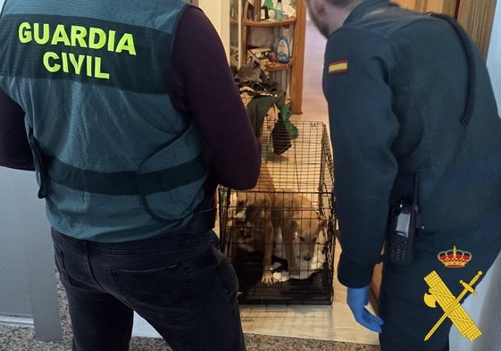 Dos detenidos en Roquetas por la cría y venta ilegal de mascotas haciéndose pasar por una protectora