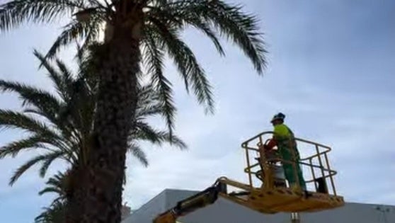 Roquetas realiza labores de poda y jardinería en la 'Urba' para mejorar la seguridad