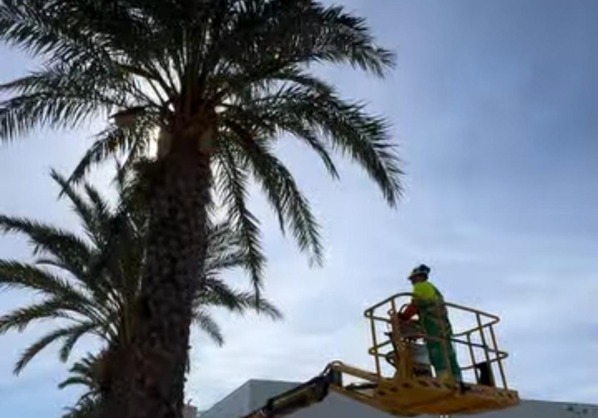 Un trabajador trata de podar una palmera en la localidad.