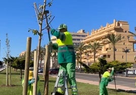 Trabajadores realizan labores de poda.