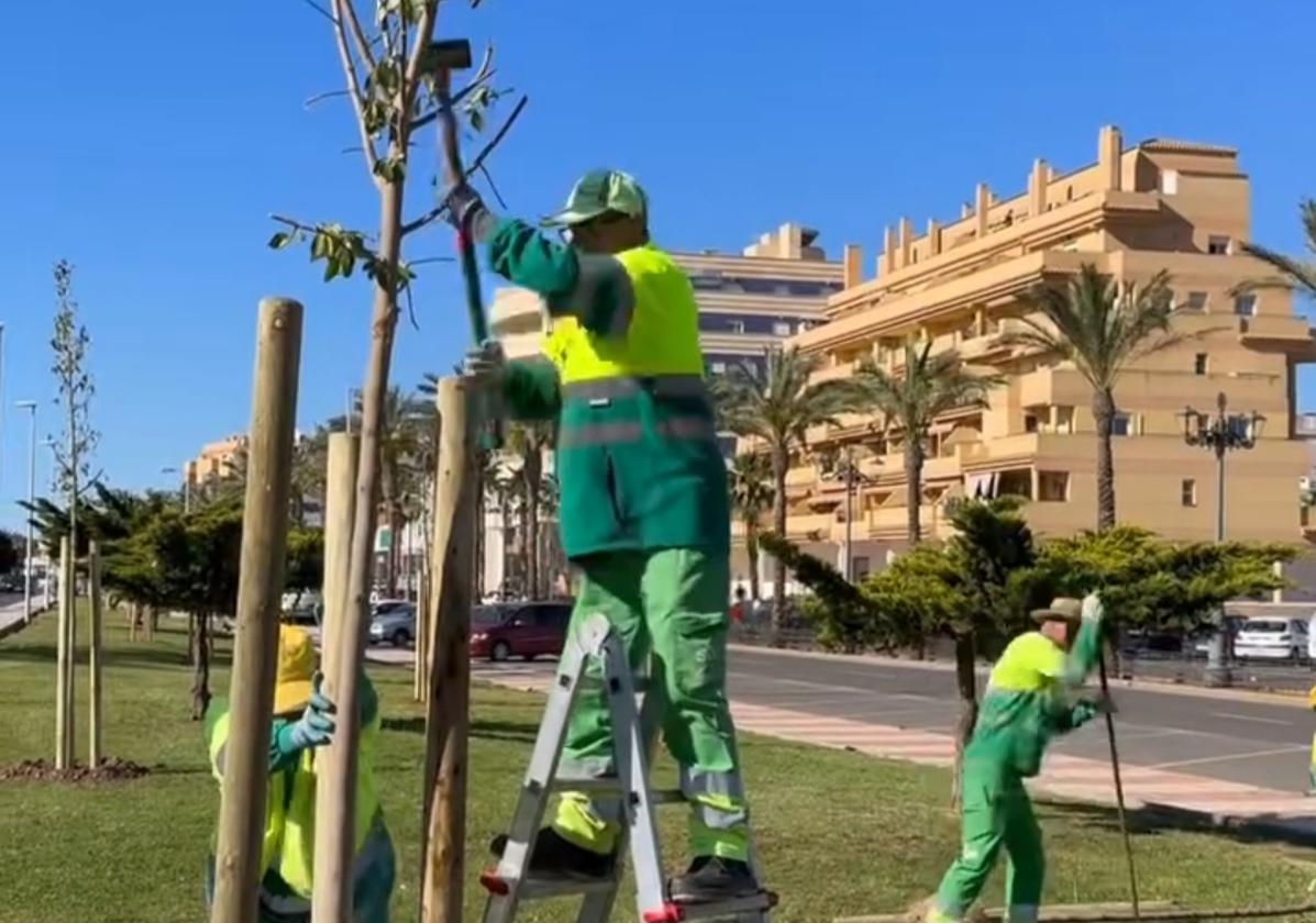 Trabajadores realizan labores de poda.
