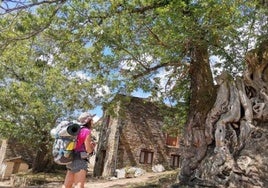 Una peregrina observa un árbol.