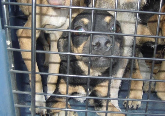 Perros en un refugio de animales.