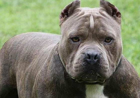 Una mujer sufre heridas graves tras el ataque de un pitbull en Vícar
