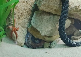 Un pulpo se esconde entre unas rocas y una entrella en el Aquarium.