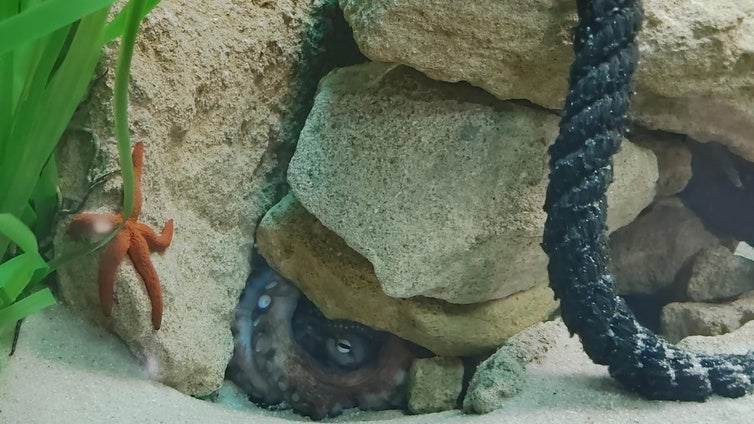 Escolares visitan el Aquarium Costa de Almería para conocer el mundo marino