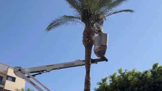 Roquetas realiza labores de poda en el Paseo de los Baños y en la Urba