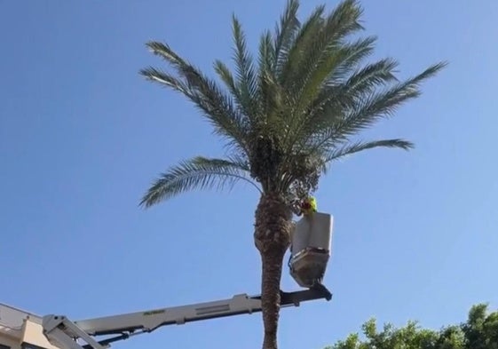 Un trabajador poda una palmera a varios metros de altura.