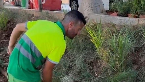 Roquetas adorna los jardines de la Rambla de la Gitana con plantas aromáticas