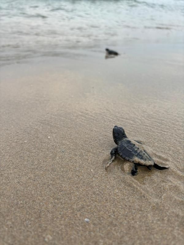 Imagen de archivo de crías de tortuga boba entrando al mar.
