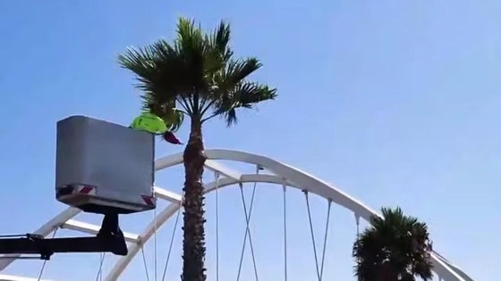 Roquetas realiza poda de palmeras en las cercanías del Puente de El Cañuelo