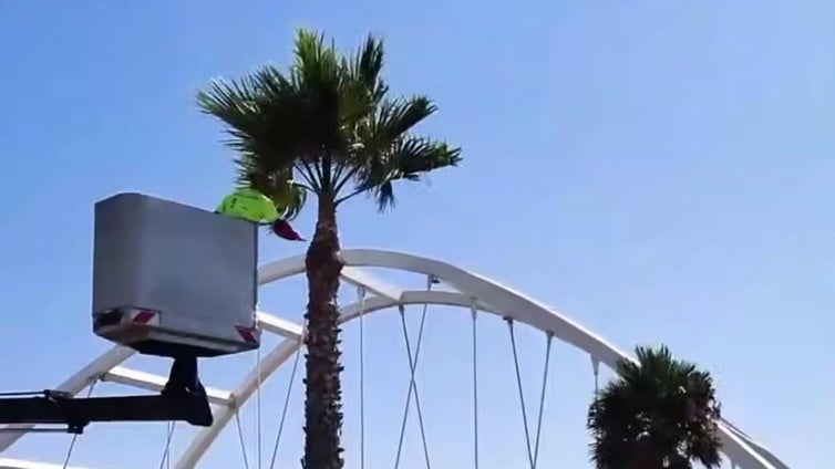Roquetas realiza poda de palmeras en las cercanías del Puente de El Cañuelo