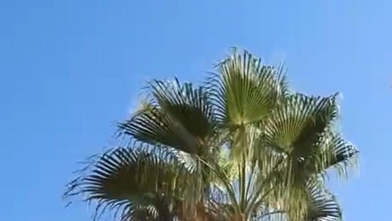 Roquetas realiza trabajos de poda en la Urba y cerca de Playa Serena