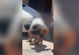 Perro presuntamente maltratado por su dueño.