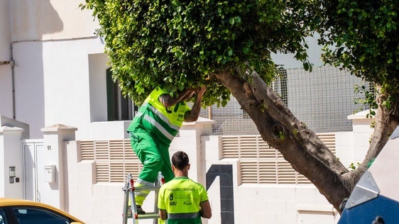 Roquetas impulsa el control biológico de plagas en el arbolado urbano