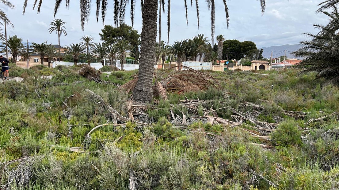 El deterioro del corredor verde de la Ribera de la Algaida, en imágenes