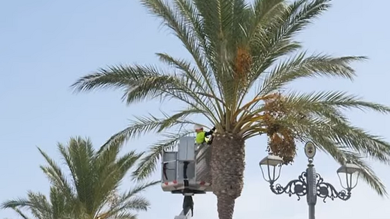 Roquetas realiza labores de poda y mantenimiento del arbolado urbano