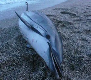 Promar atiende el varamiento de un delfín en la playa del Faro