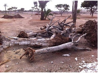 Ecologistas en Acción denuncia las podas agresivas y talas de árboles en el Poniente