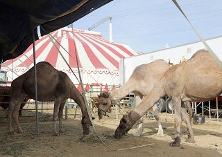IU pide la prohibición expresa del uso de animales en los circos