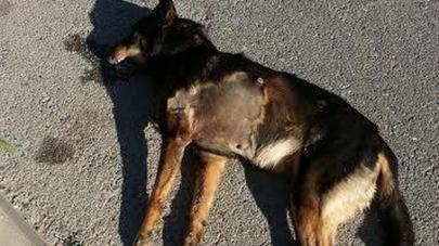 La muerte de al menos tres perros por envenenamiento desata la alarma en la Urba