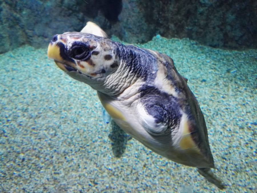 Juan, la tortuga rescatada hace un año, mejora su salud en el Aquarium de Roquetas