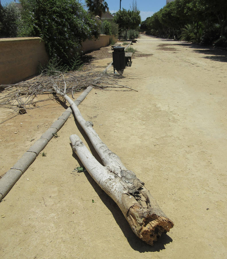 IU alerta de la pérdida de árboles y el abandono de zonas verdes en la Urba