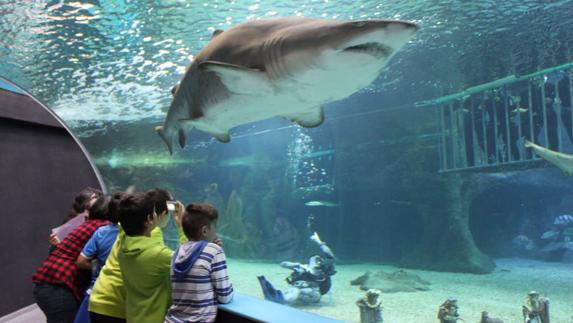 El Aquarium espera recuperar este año las cifras de facturación del comienzo de la crisis
