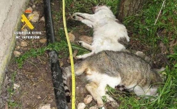 Las protectoras aseguran que son decenas los gatos muertos en los últimos días en Aguadulce.