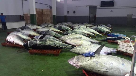 El PSOE reclama al Ayuntamiento que defienda la pesca artesanal del atún rojo
