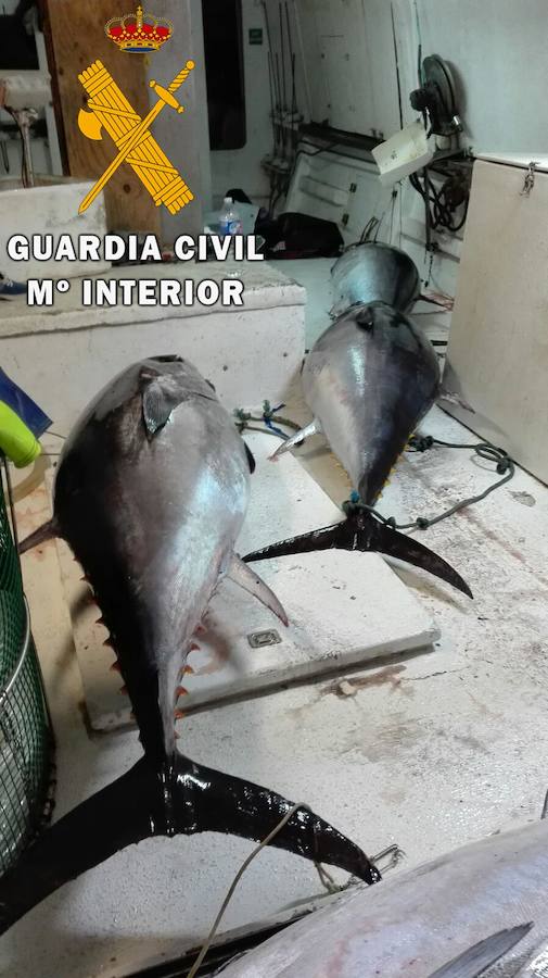 Intervienen 28 atunes rojos pescados ilegalmente en Roquetas