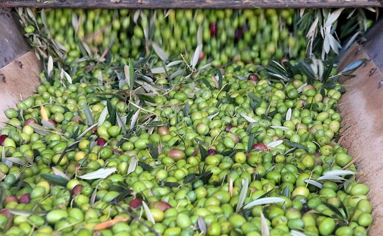 Aceituna en una almazara.