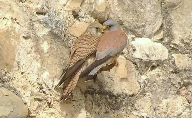 Pareja de cernícalo primilla que anida en San Isidoro.