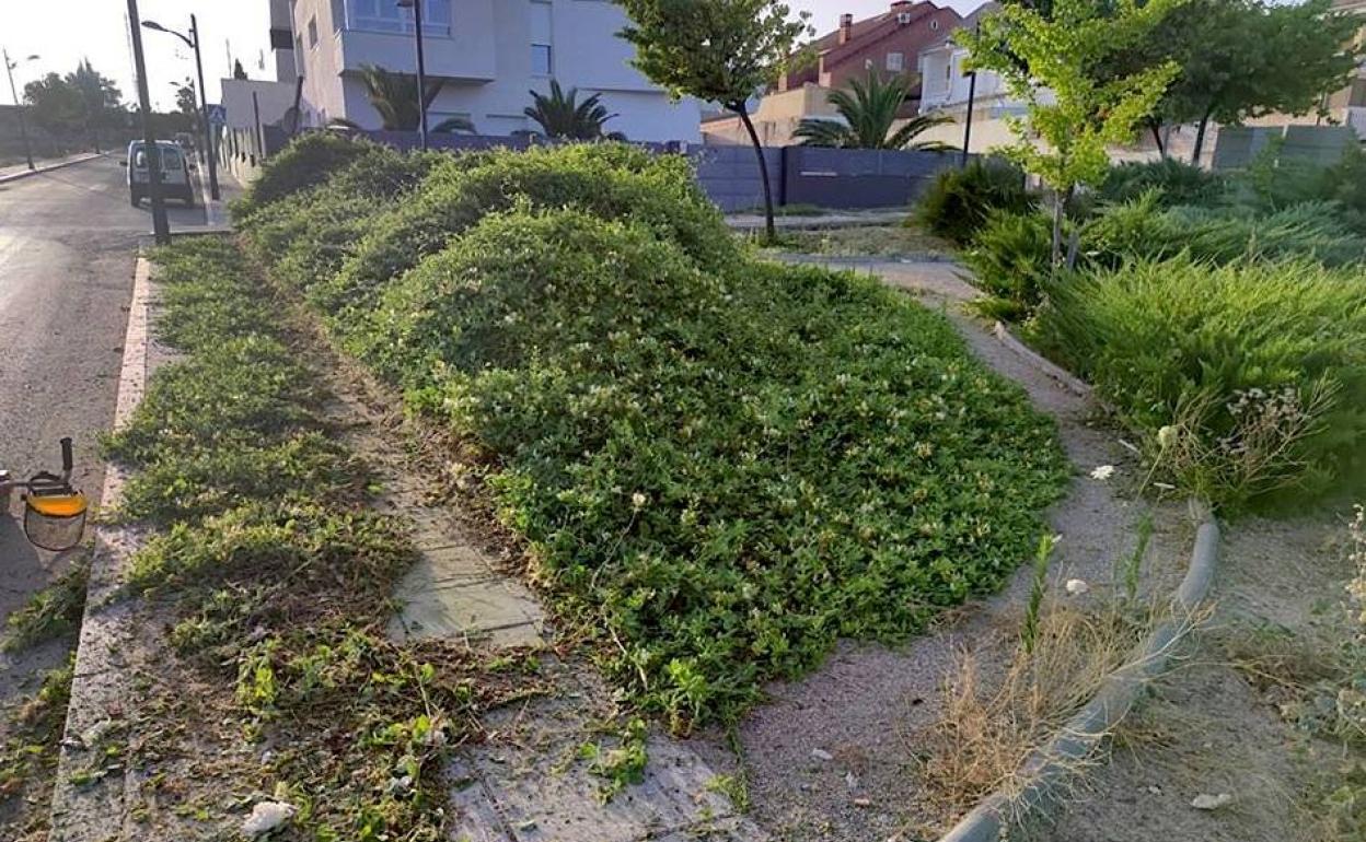 Labores de saneamiento, desbroce y jardinería en diferentes zonas de la ciudad y sus pedanías