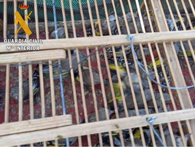 Aves incautadas por la Guaria Civil.