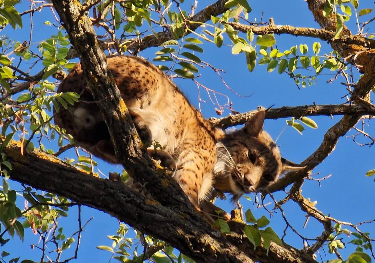Un lince es rescatado de la copa de un árbol por los técnicos de Medioambiente