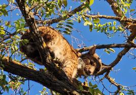 El lince en el árbol