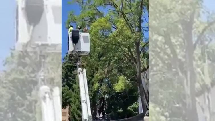 Rescatado un lince que se encontraba en un chalé de Úbeda