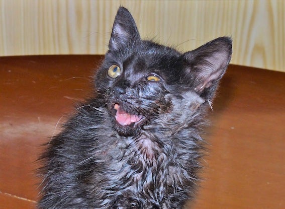 La gatita que recibió varios disparos se recupera y al supuesto autor le han retirado la escopeta