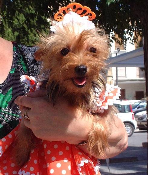 Pasear con el perro hasta la feria