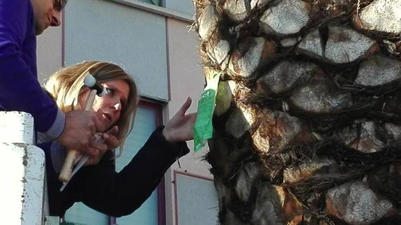 Control de las plagas del picudo rojo en la palmera y de la procesionaria en el pino